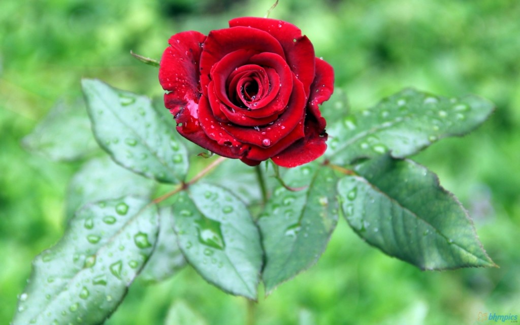 Rain-drop-rose-hd-wallpaper-1024x640.jpg