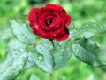 Rain-drop-rose-hd-wallpaper-1024x640.jpg