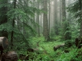 Rainfall-Wallpaper-20.jpg