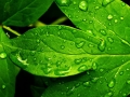 wallpapers-rain-refresh-and-stock-p-os-1920x1080.jpg