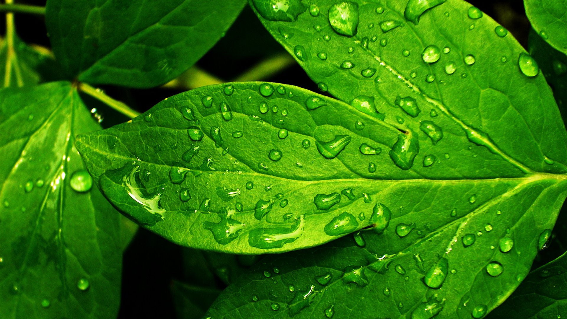 wallpapers-rain-refresh-and-stock-p-os-1920x1080.jpg