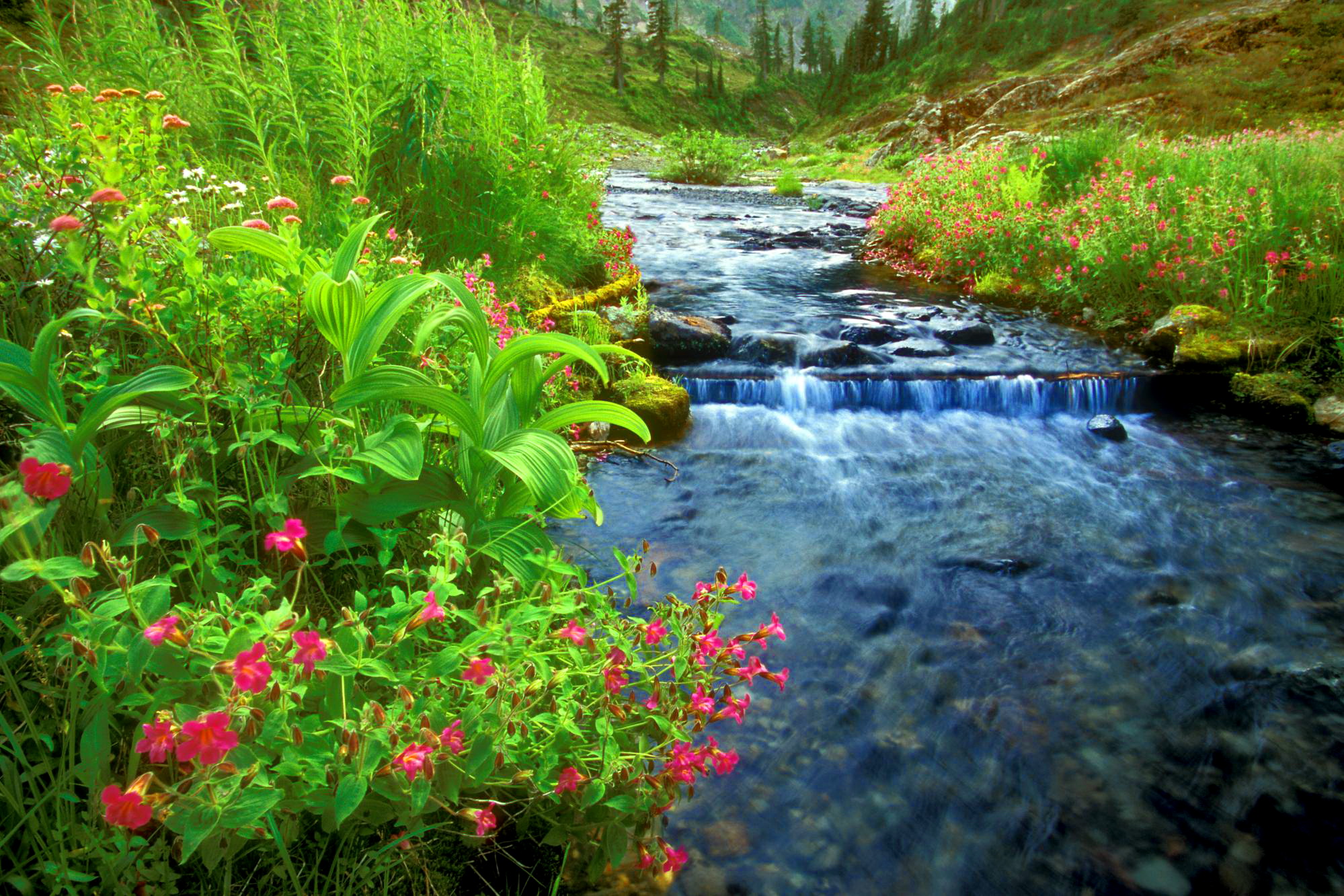 Practical Tips for Life and Meditation
