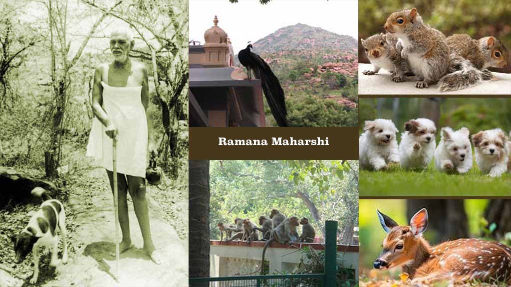 Ramana Maharshi and Animals