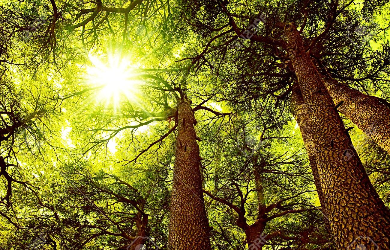 I am is the root