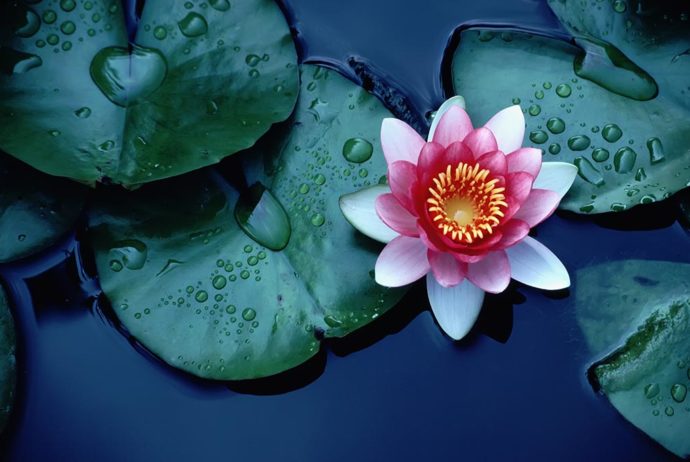 Do your work as worship without attachment to results - Vivekananda