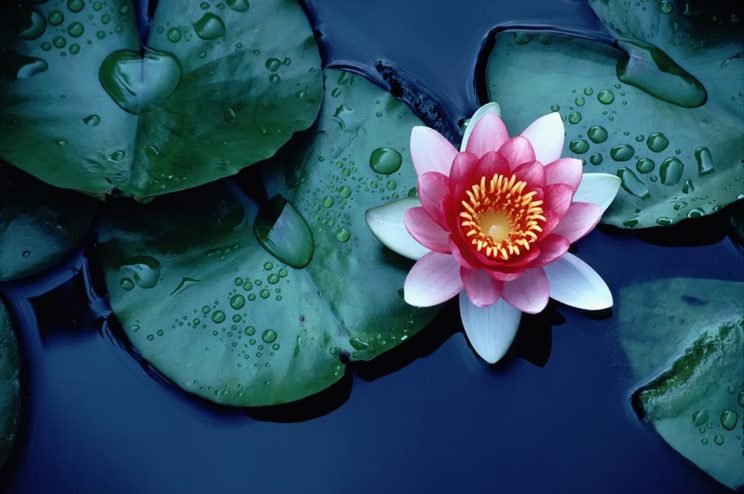 Do your work as worship without attachment to results - Vivekananda