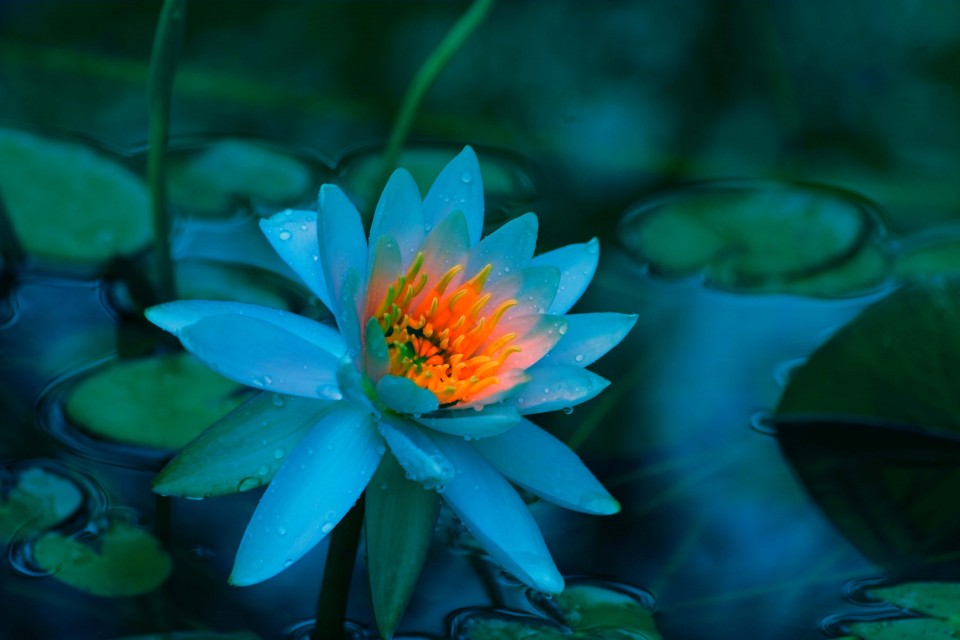 You give no attention to your Self - Nisargadatta