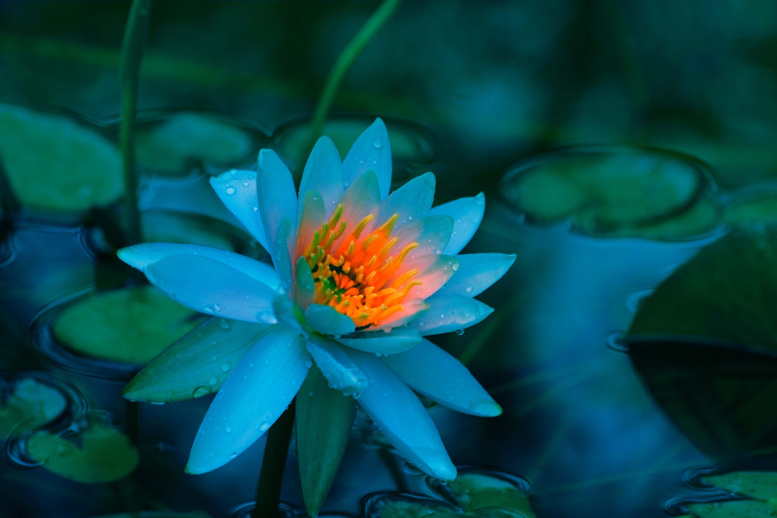 You give no attention to your Self - Nisargadatta